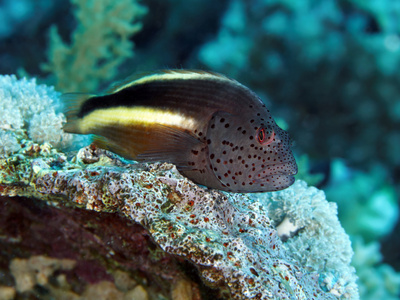 珊瑚鱼 Blackside hawkfish