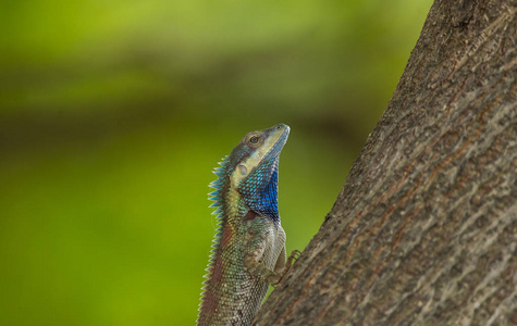 绿色背景树上的蓝冠蜥蜴