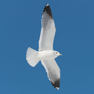 白色小鸟飞上蓝天