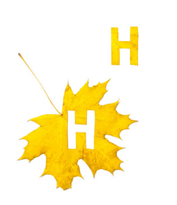 秋天的信件。字母 H 是从一个美丽的黄色枫叶在白色的背景雕刻。在工作表上, 信函的字母模式