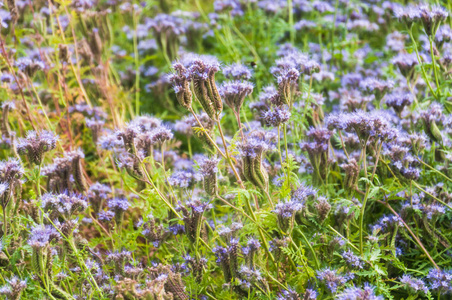 紫丁香蜂蜜植物的花莱西香或紫丹西香
