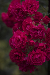 花瓣上有露水的粉红色玫瑰的特写
