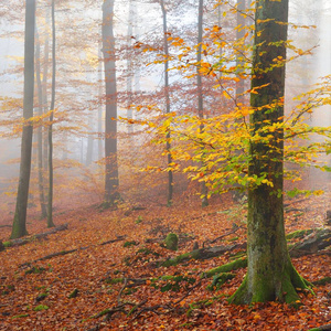 神秘的晨雾中美丽的山毛榉树森林。与黄色和橙色树叶秋天的树木。德国海德尔堡