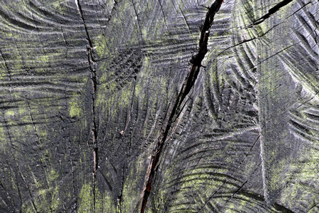 树日志切片背景与绿色苔藓