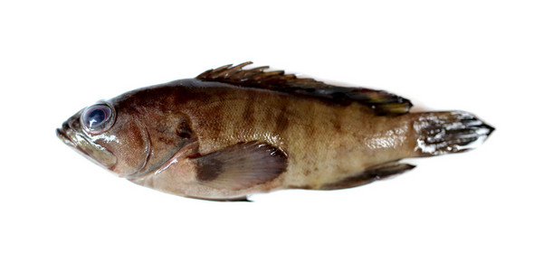 新鲜的石斑鱼鱼