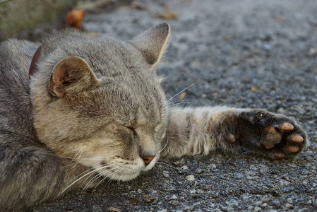 大灰猫伸展他的爪子睡在沥青上