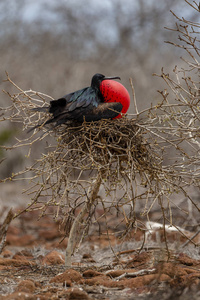 大 Frigatebird Fregata 未成年人 在加拉帕戈斯群岛, 厄瓜多尔