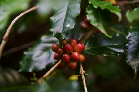 在咖啡树上成熟的新鲜咖啡豆。咖啡树上的树叶和咖啡豆。园艺和农业概念。农业背景。选择性聚焦
