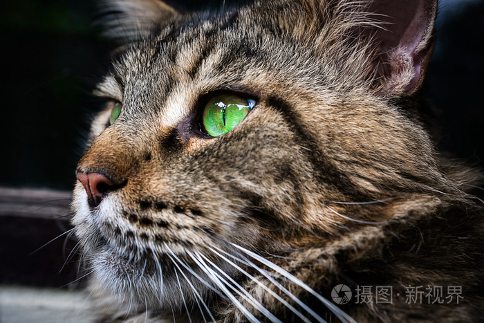 黑色特写的缅因库恩猫绿色的眼睛宏观