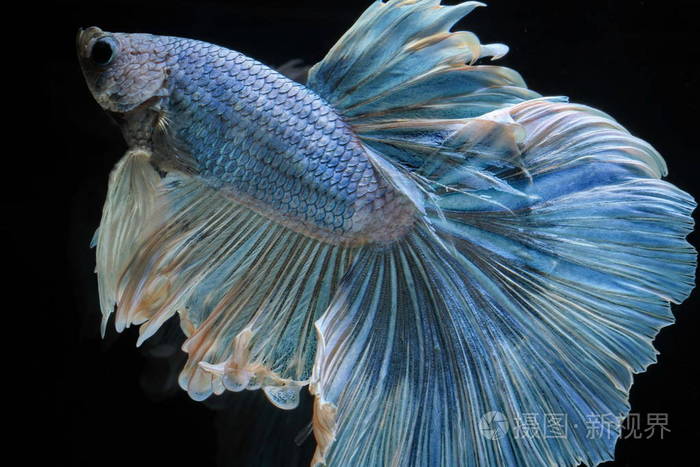 暹罗斗鱼斗蓝鱼 betta 芨芨草 betta 鱼 半月湾 betta