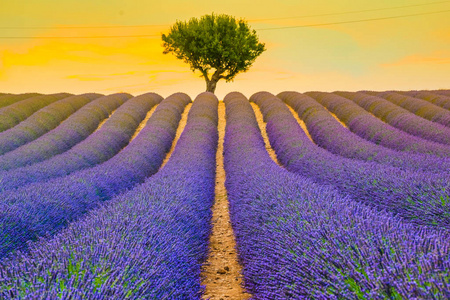 美丽的薰衣草田野在 Valensole, 普罗旺斯, 法国的日落田野