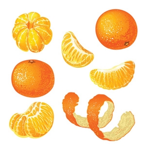 向量设置与柑橘查出的白色背景。没有果皮的橘子去皮。的普通话。橘子皮。逼真的矢量图