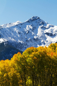雪下金色的白杨覆盖着科罗拉多落基山脉的山峰