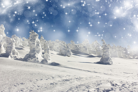 美丽的冬天全景与雪覆盖的树木