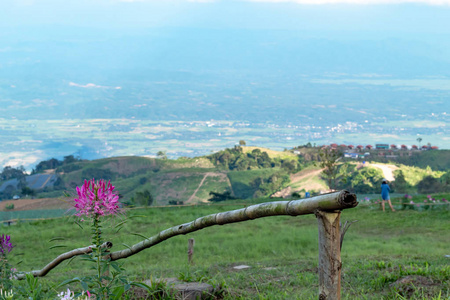 Tarenaya hassleriana 花在山顶上