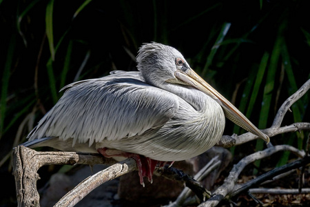 达尔马提亚鹈鹕, Pelecanus 基利司布, 游荡