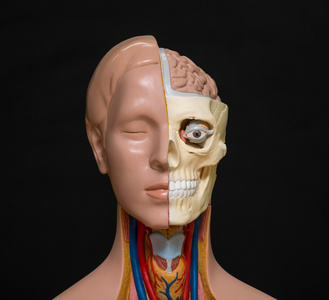 人体头部解剖模型