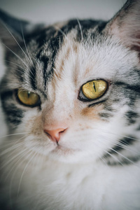 条纹猫的肖像与美丽的琥珀色的眼睛。宏观摄影