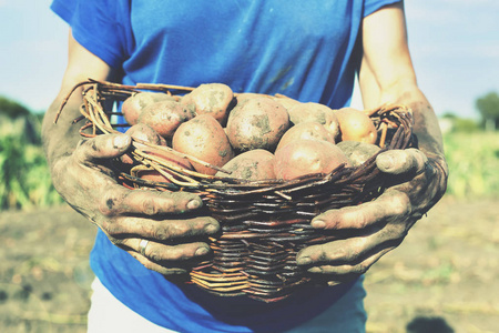 马铃薯在农民手中。一个乡下女人拿着一个篮子, 手里拿着土豆。