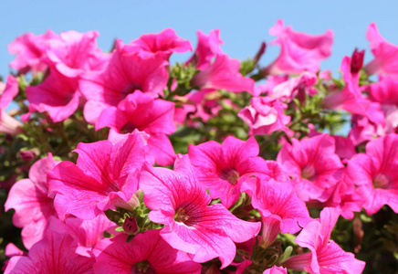 粉红色的佩妮在明亮的蓝天前被孤立的花朵。美丽的夏天