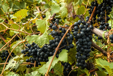 丰满成熟的葡萄