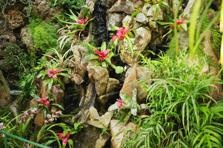 朵美丽的花，生长在热带的雨林