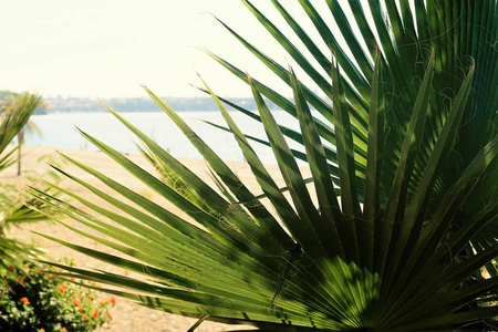 棕榈树海风景夏天