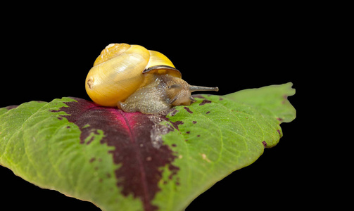 黄森林蜗牛, Cepaea nemoralis 在植物的叶子上爬行
