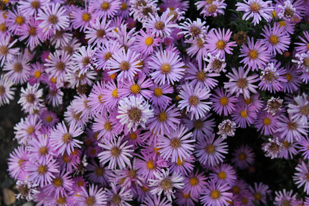 背景夏天紫色丁香花