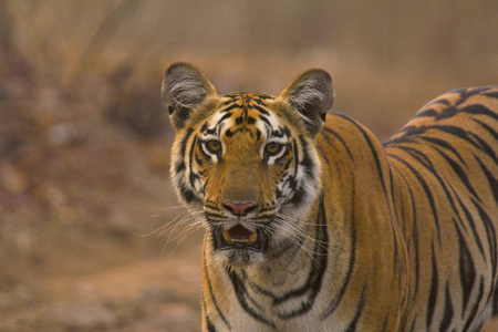 在印度马哈拉施特拉邦 Tipeshwar 野生动物保护区的虎底格里斯河
