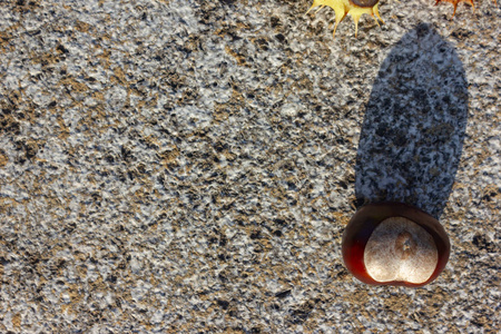 闪亮的棕色栗子在白色背景的石头岩石在晚上秋天阳光温暖的光心情