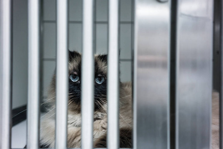 兽医诊所笼子里的猫等待治疗