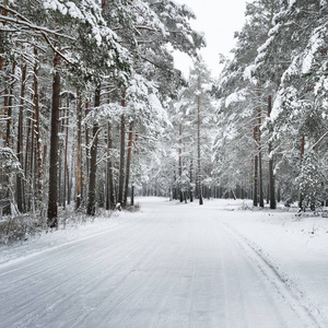 拉脱维亚一层新雪下未铺砌的冬季森林路