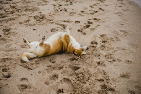 小棕色狗在海滩上玩耍