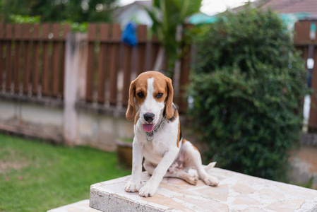 桌上小猎犬的肖像