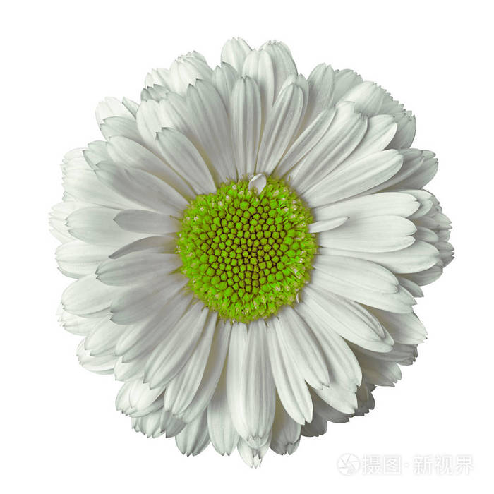 花白色黄绿色的金盏花, 在白色背景上被隔绝.特写.设计元素.自然