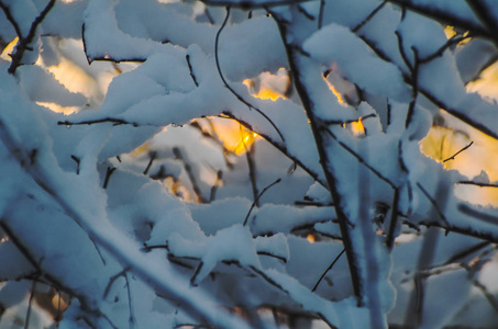 白雪在树的分支在冬天森林在日落或日出的背景圣诞节假日背景