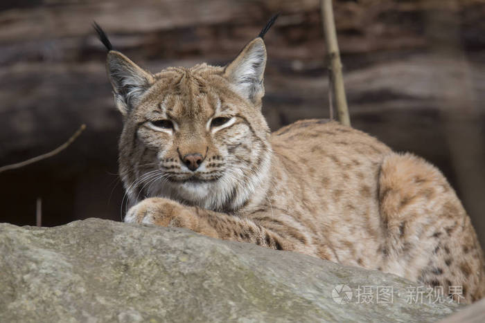 休息斯堪的纳维亚猞猁山猫l山猫在秋季阳光下