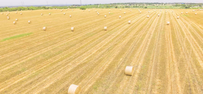 夏天的农村景观 黄色的大麦农场 天空下的草甸
