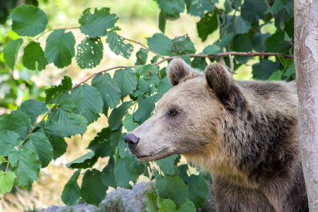 一只棕熊躲在森林里的树后面偷看 watchfully。