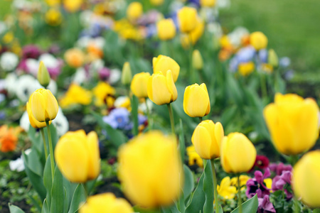 黄色的郁金香花圃春的季节