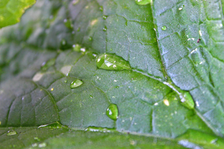 叶子和雨绿色