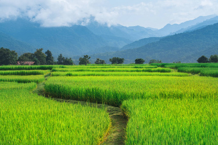 泰国南绿地背景下的稻田方式