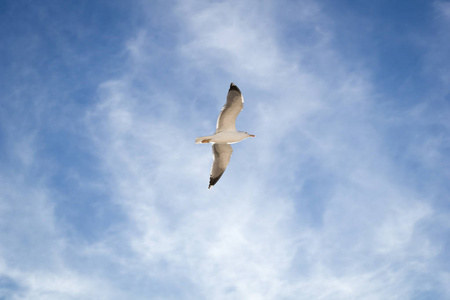 翱翔在蓝天鸟海鸥。晴朗的日子里白云。天气背景。自由概念。清澈湛蓝的海天