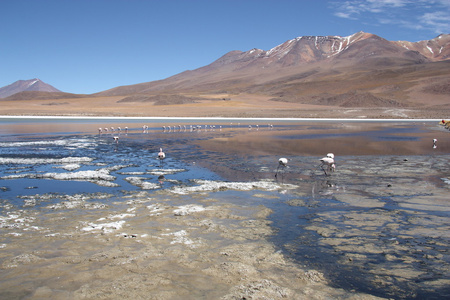 美丽的风景与火烈鸟在玻利维亚的咸水湖