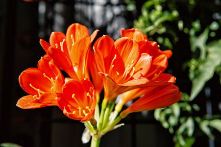 美丽的 alstromeria 红色的花朵颜色为自然背景