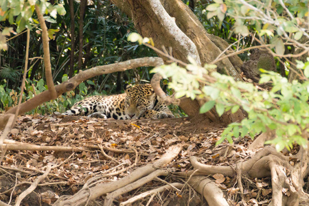 在从巴西潘塔纳尔湿地，河岸上的捷豹。巴西的野生猫科动物。自然和野生动物