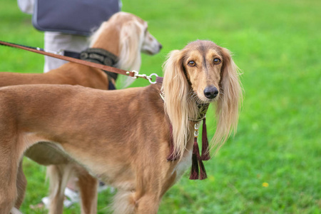 Saluki 波斯灰狗看摄像头特写镜头