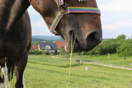 在德国南部非常炎热的温度下, 可以让马享受新鲜的绿草和蓝天, 在地平线上看到近距离的天使景观