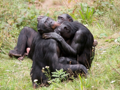 组的倭黑猩猩坐在草地上